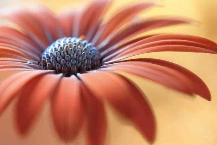 Disher, Mandy: Cape Daisy