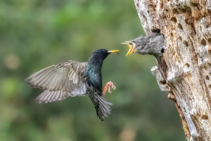 Lipinghu: Uccello madre e i suoi piccoli affamati