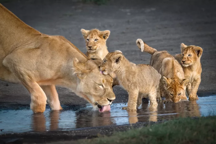 Sink, C. Jeffrey: Die Familie