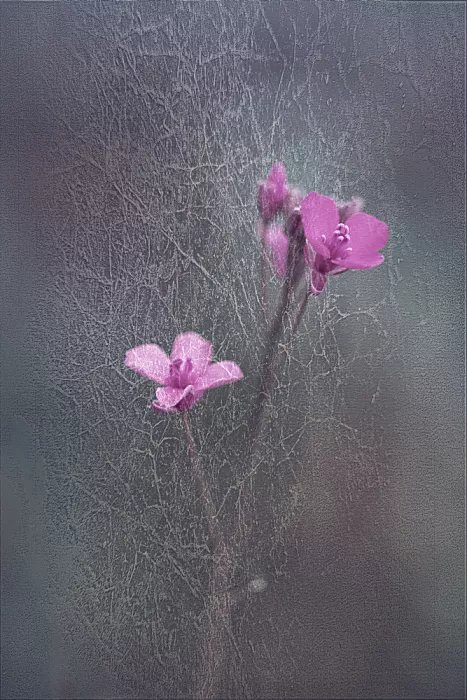 Kiral, Cicek: Spring and Color