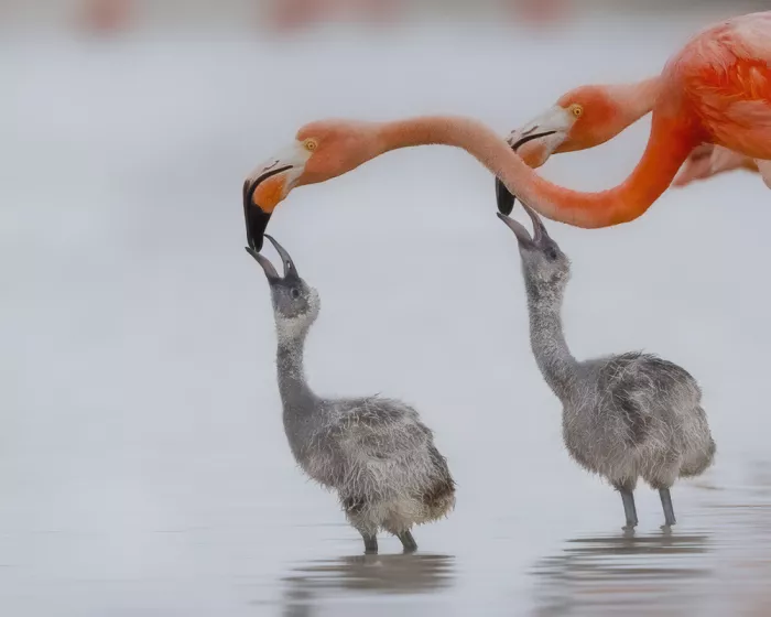 Chang, Phillip: Feeding