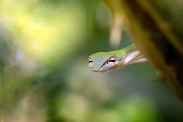 Maududdin, Fauzan: Serpente Astuto
