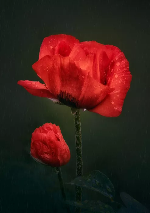 Ben.C.L: Mother Is My Umbrella