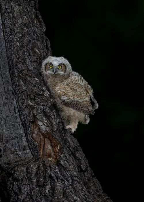 Wang, Victor: Great Horned Owlet Climbing Tree