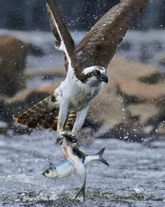 Lam, Gavin: Osprey Hunting