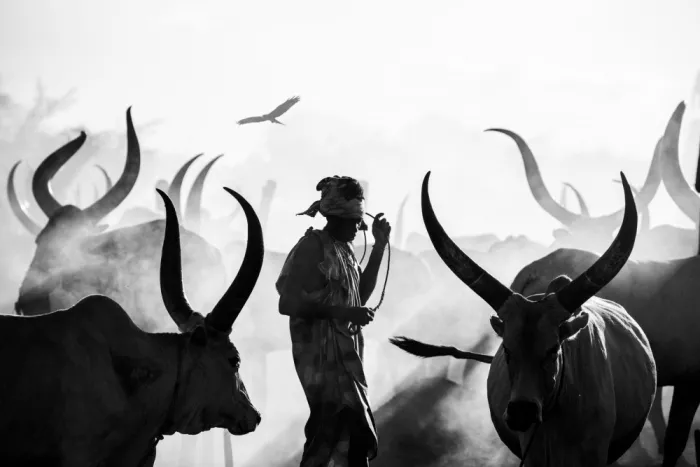 Yosifov, Svetlin: Silhouette di mucche Mundari