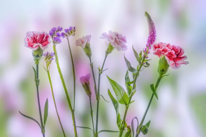 Liu, Sonya: Flowers