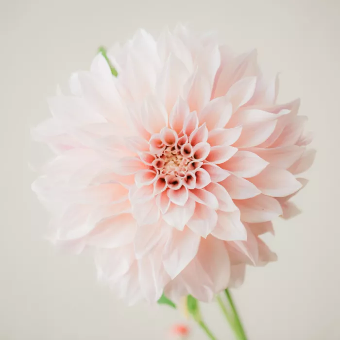 Collins, Lynn Crystal: dahlia 3