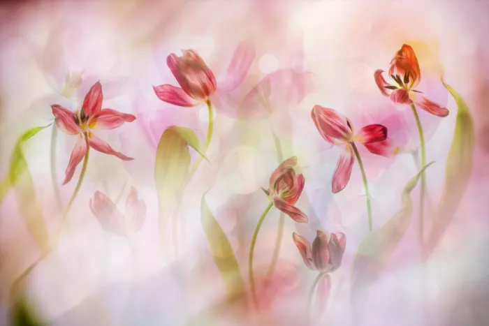 Lee, van Hilda: decay tulips