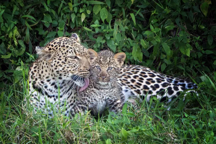Ji, Shirley: Leopard Mother and Her Cub