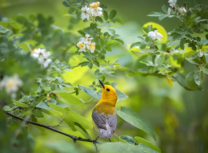 Z, Leechee: Prothonotary Warbler III
