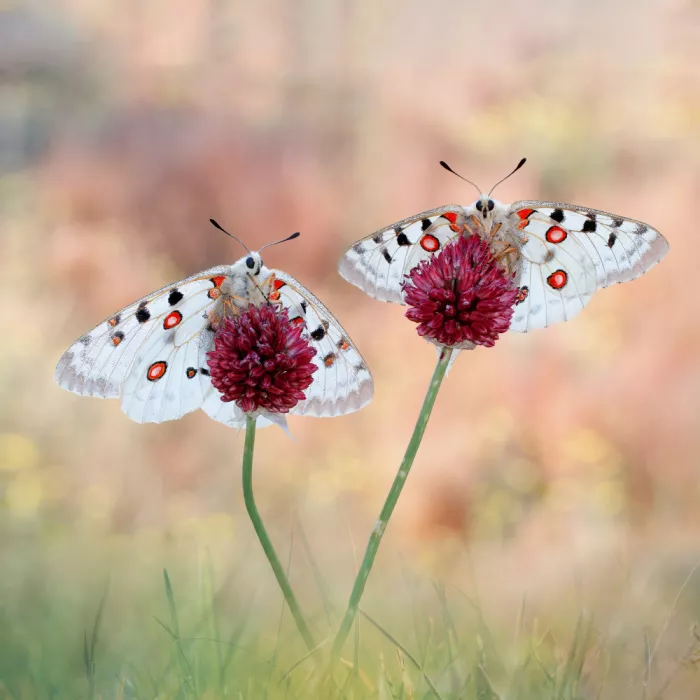 Barriuso, Carlos: Parnassius apolo