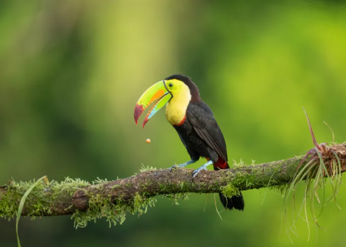 Xu, Tony: Toucan