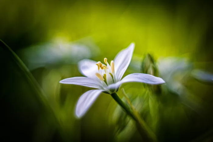 Louwen, Fred: Eine Blume