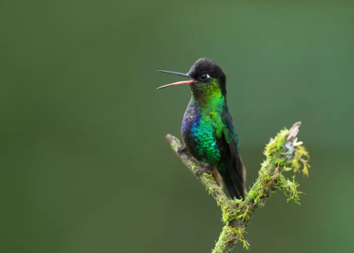 Xu, Tony: Chirping Hummingbird