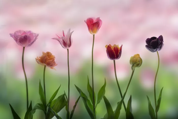 Liu, Sonya: Seven Notes of Spring