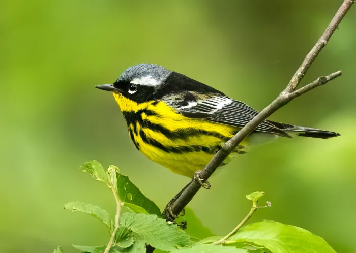 Zhang, Robert: Stripes in the Canopy