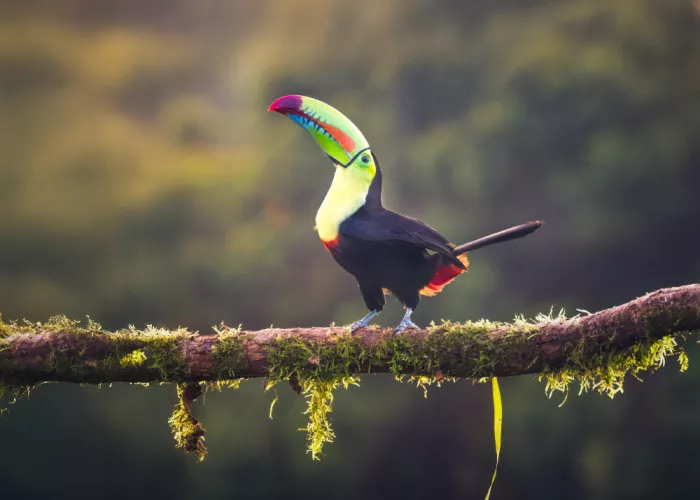Ying, Li: Toucan at Sunset