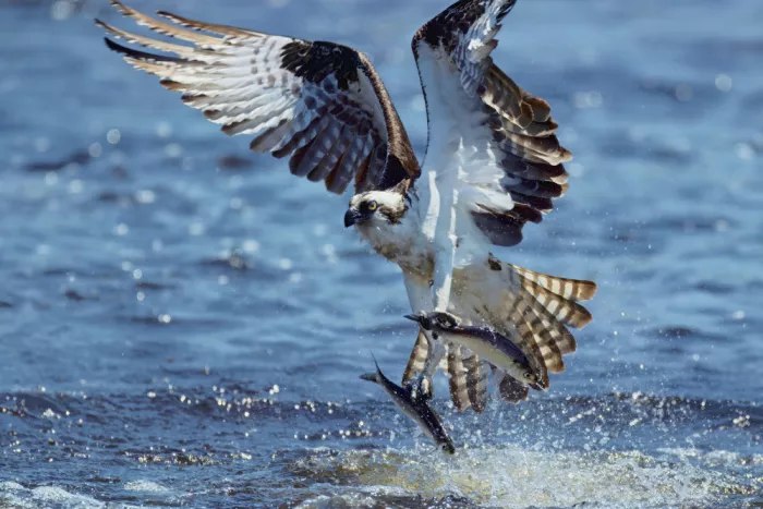 Lam, Gavin: Aquila pescatrice in caccia