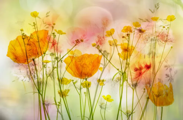 Lee, van Hilda: gentle flowers