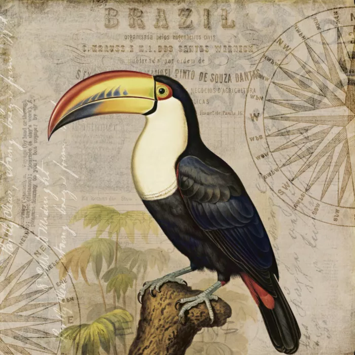 Haase, Andrea: Tucano brasiliano