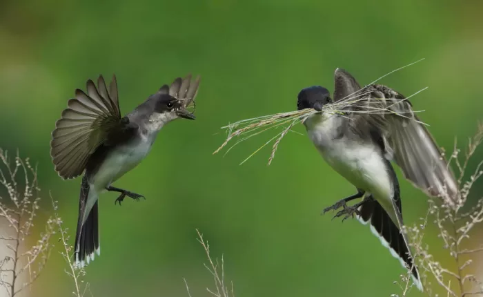 Shpyek, Olexandr: Building a nest