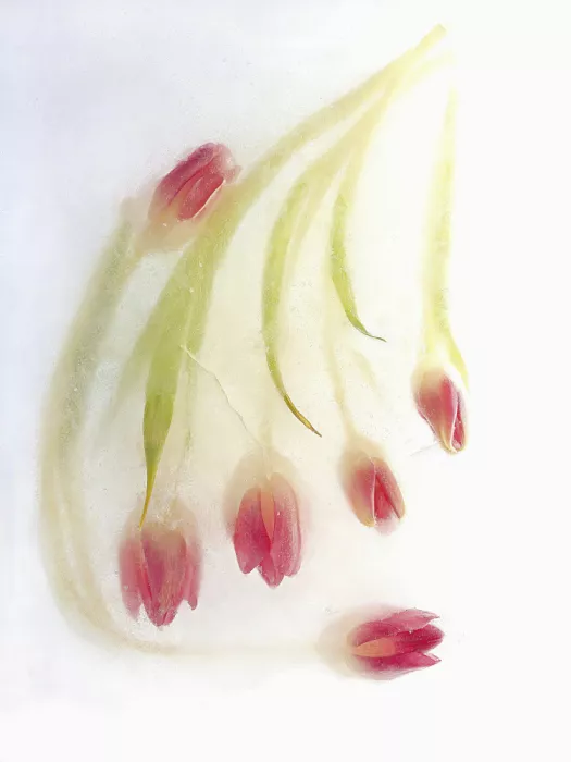 Uranga, Pedro: Tulips in Ice.