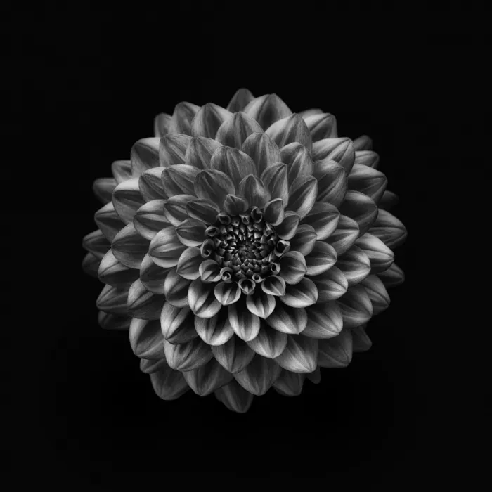 Grønkjær, Lotte: Dahlia
