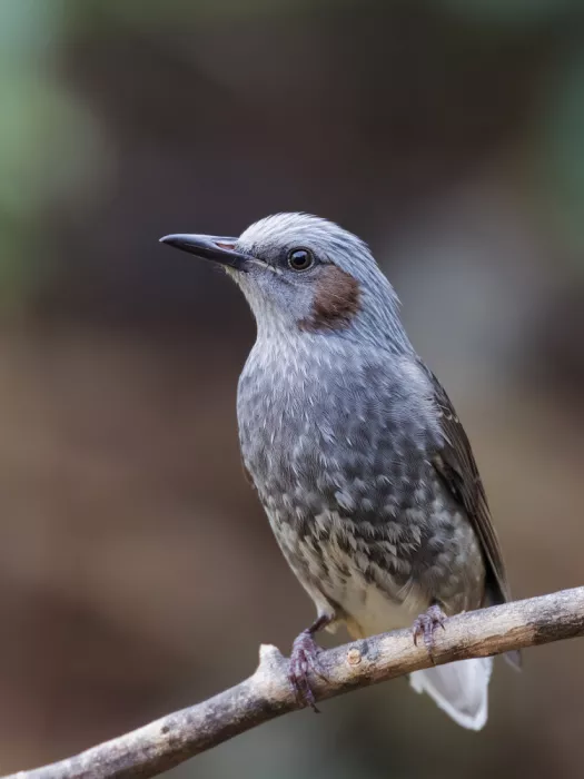 (吉星高照), Taksing: Brown-eared bulbul