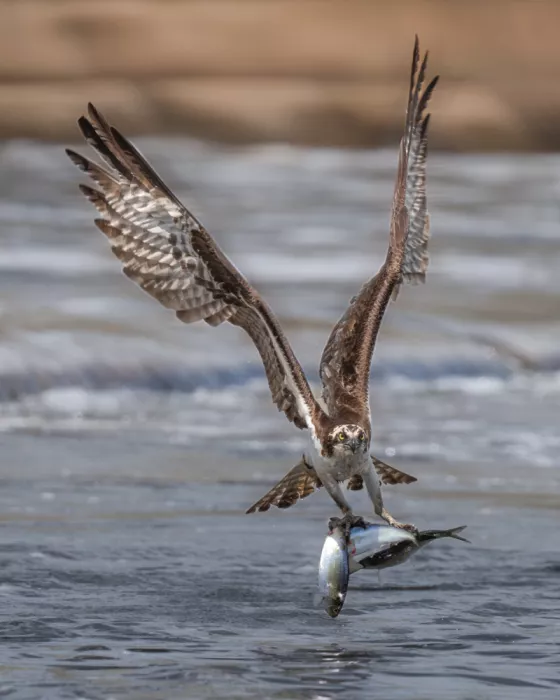 Wei, Rong: Victory About the Water
