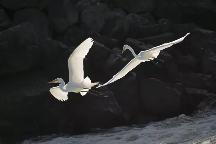 Xu, Sheila: A pair of Great Egrets