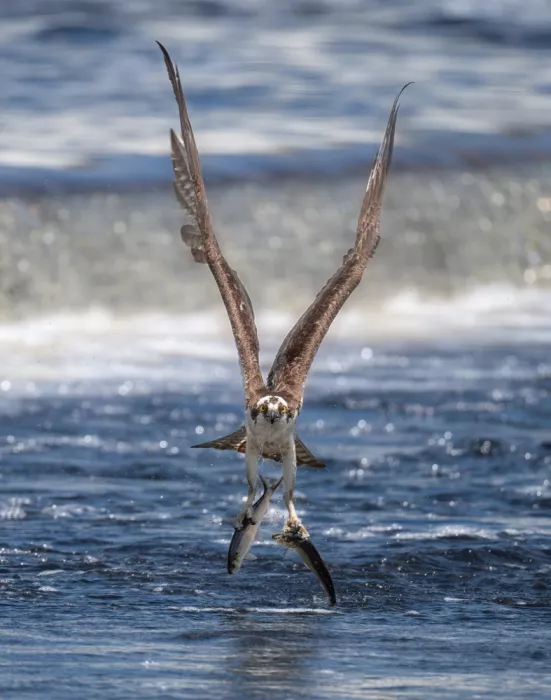 Wei, Rong: Caught Two Fish