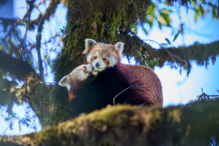 Sikand, Puneet: Tender Moments of Nature