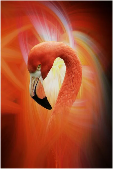 Langerak, Henk: Flamingo