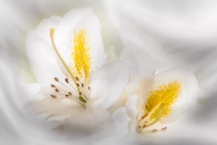 Haaksma, Piet: Rhododendron beauty