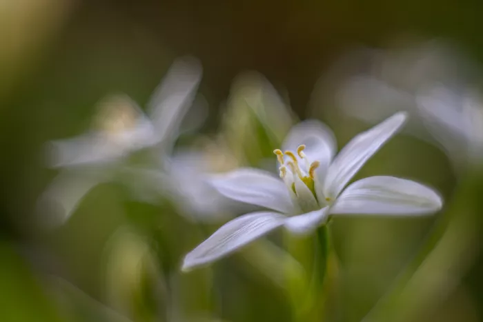 Louwen, Fred: Eine Blume