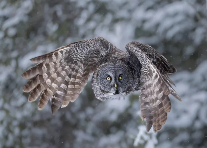 Wang, Victor: Great Grey Owl Flying