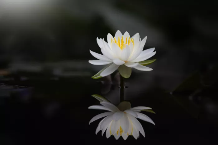 Suzuki, Takashi: Water mirro