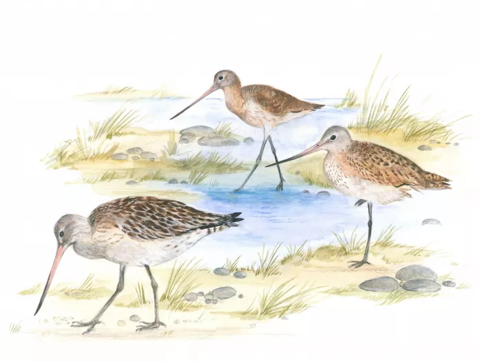 Brent, Isabelle: Oiseaux Chevaliers