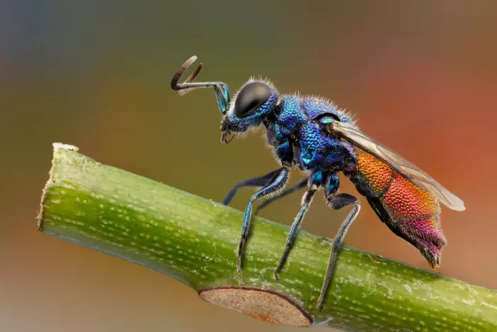 Just, Carles: Jewel wasp