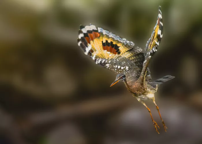 Li, Z. Michael: A Sunbittern In Flight