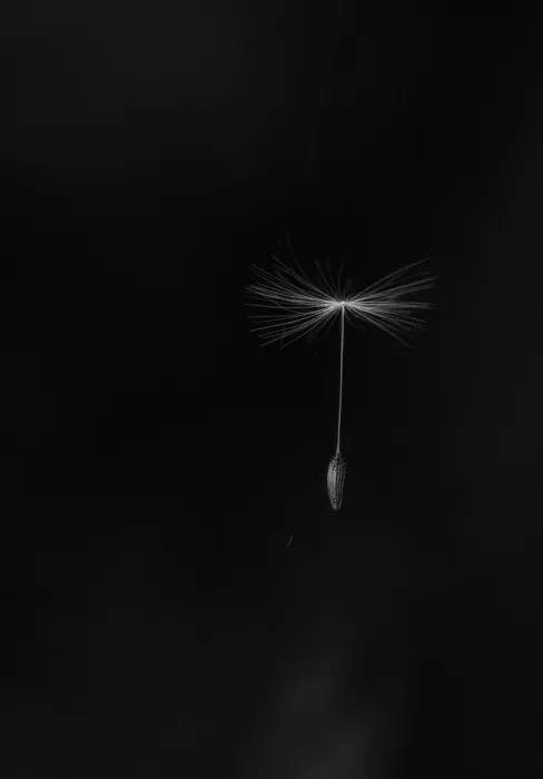 Grønkjær, Lotte: Dandelion seed