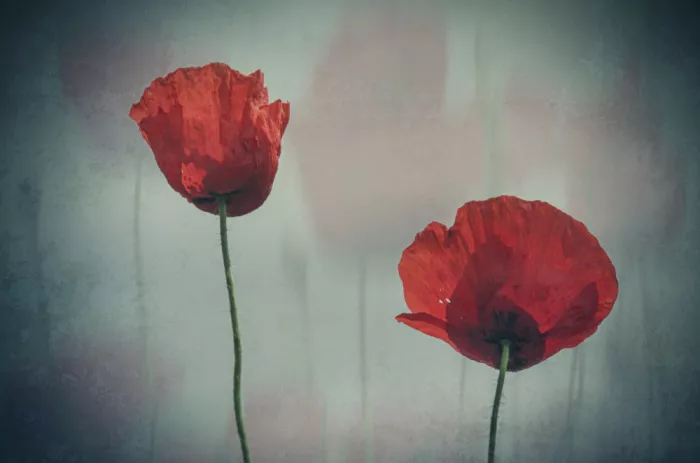 Ignatova, Desislava: red