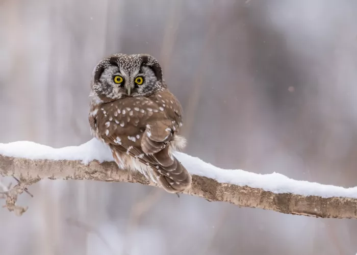 Wang, Victor: Boreal Owl on a Snowy Day