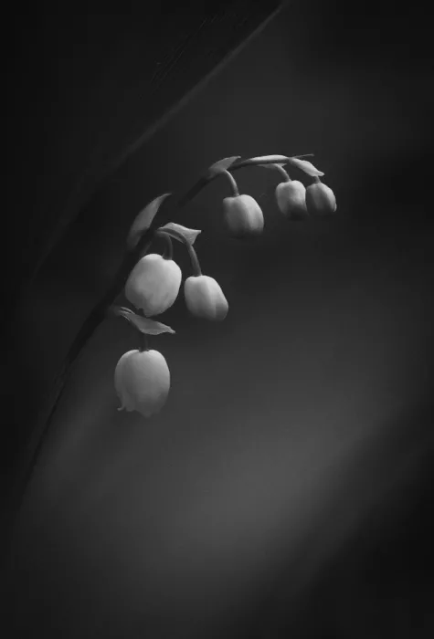 Lennartsson, Johan: Lily of the valley