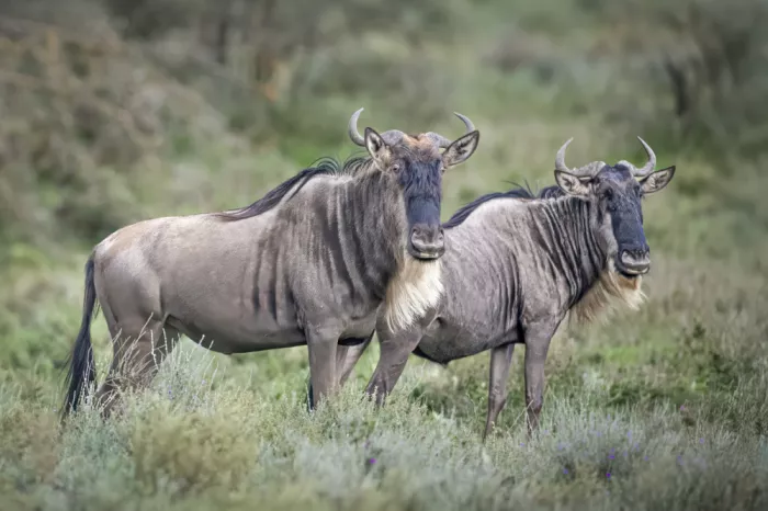 Sink, C. Jeffrey: Gli occhi pazzi dello gnu