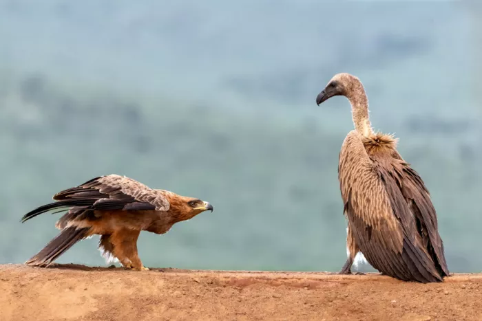 Felici, Massimo: Quarrel