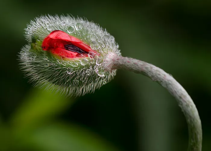 Luo, Louie: Poppy flower after a rain