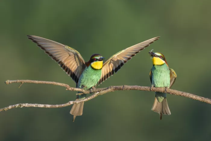 Meier, Tom: Spread Your Wings