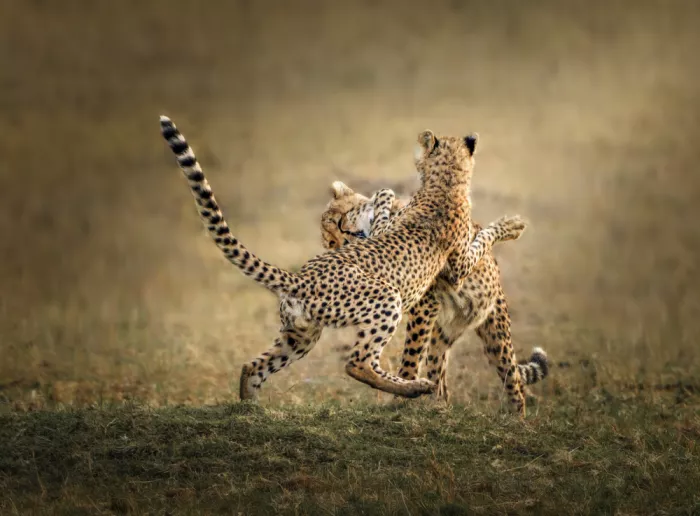 Zhang, Anna: Cubs Playing